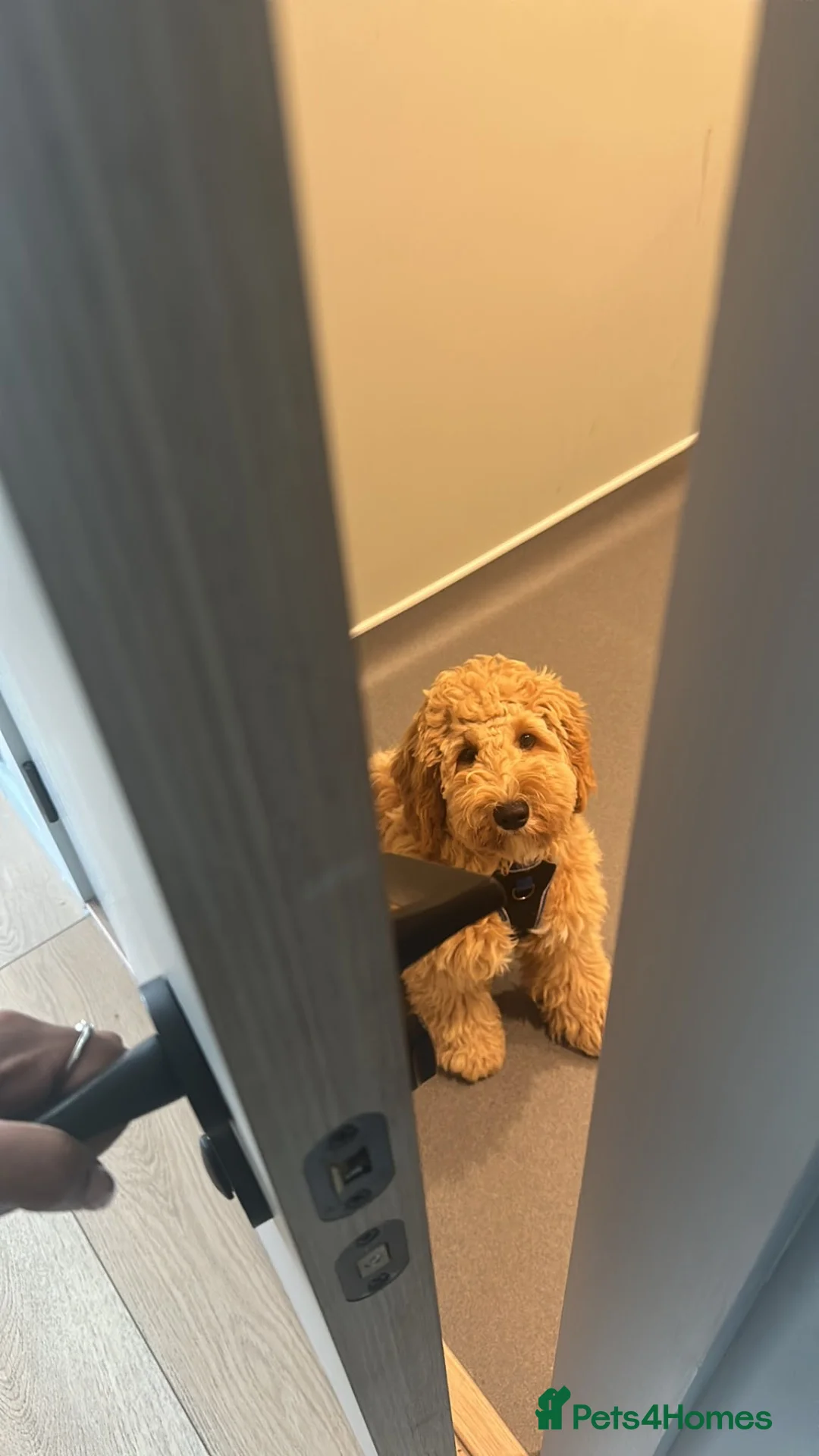 Australian Labradoodle dogs for sale: Australian labradoodle  - Advert 2