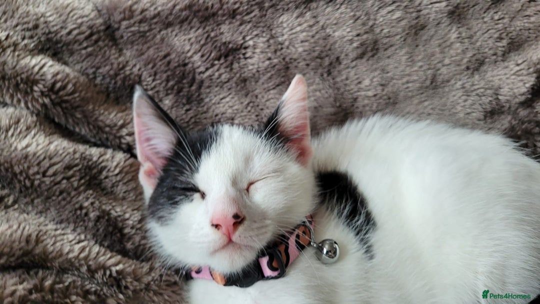 Mixed Breed cats for sale: Kitten  - Image 1