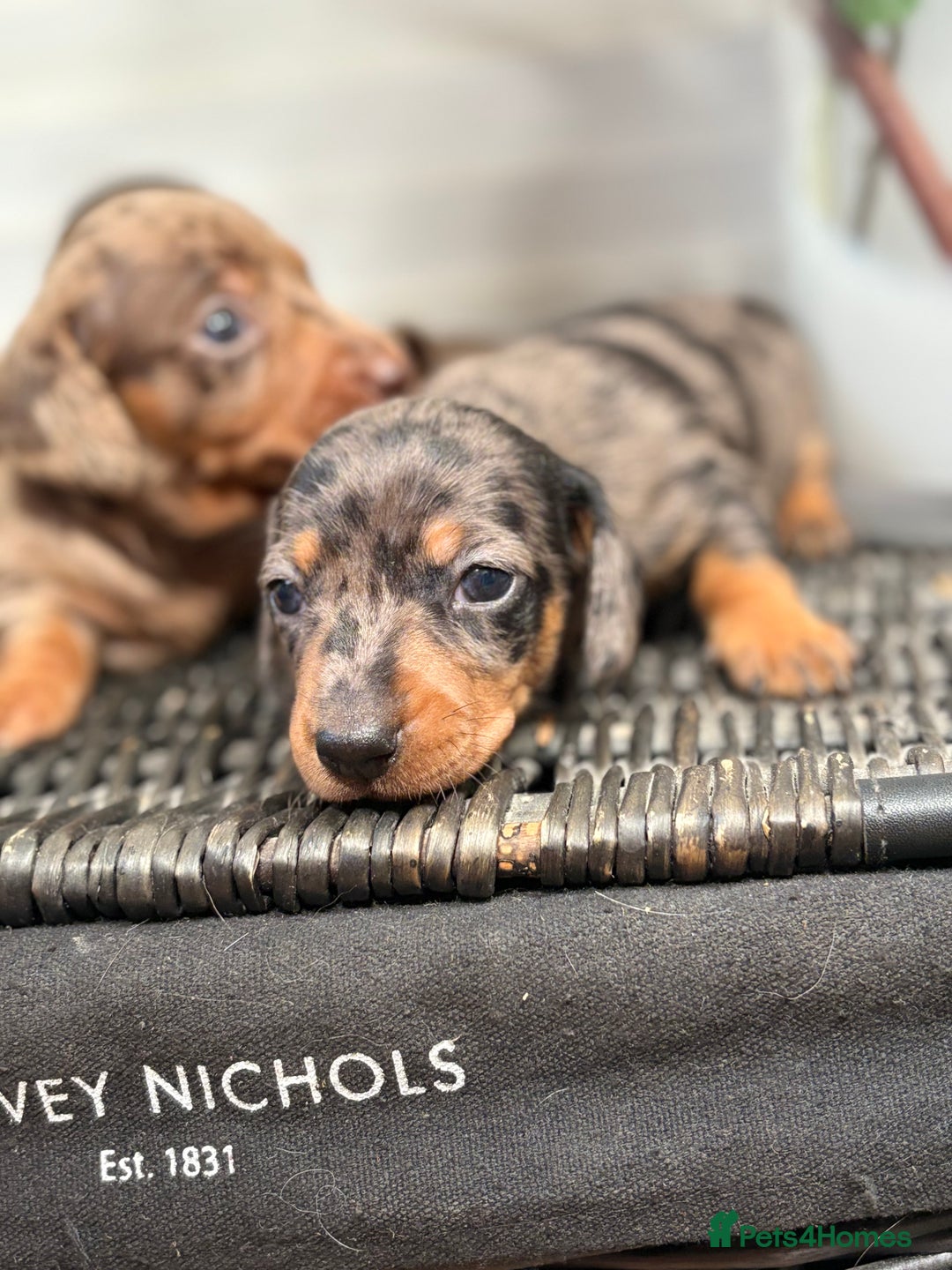 Miniature Dachshund dogs for sale: Miniature Daschund KC. PRA-OI-CRD-PRA-NCL - Image 18