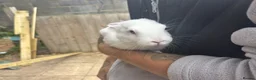 Rex rabbits for sale: Beautiful albino Rex  - Advert 14