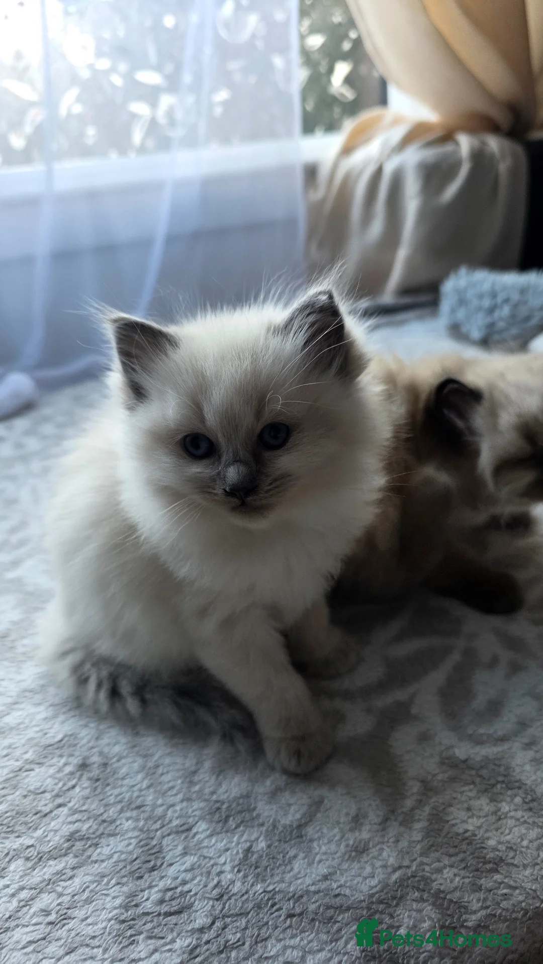 Ragdoll cats for sale: Last ragdoll girl looking for home in Forfar - Advert 2