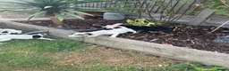 Jack Russell dogs for sale: Jack Russell terrier pups for sale - Advert 2