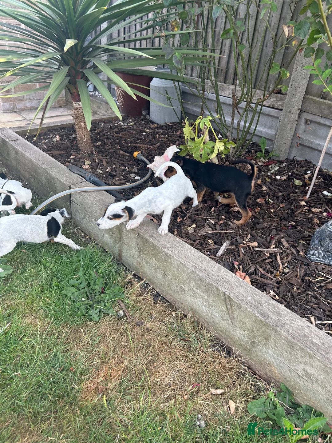 Jack Russell dogs for sale: Jack Russell terrier pups for sale - Advert 2