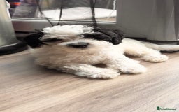 Shihpoo dogs for sale: Shihpoo girl  - Image 5