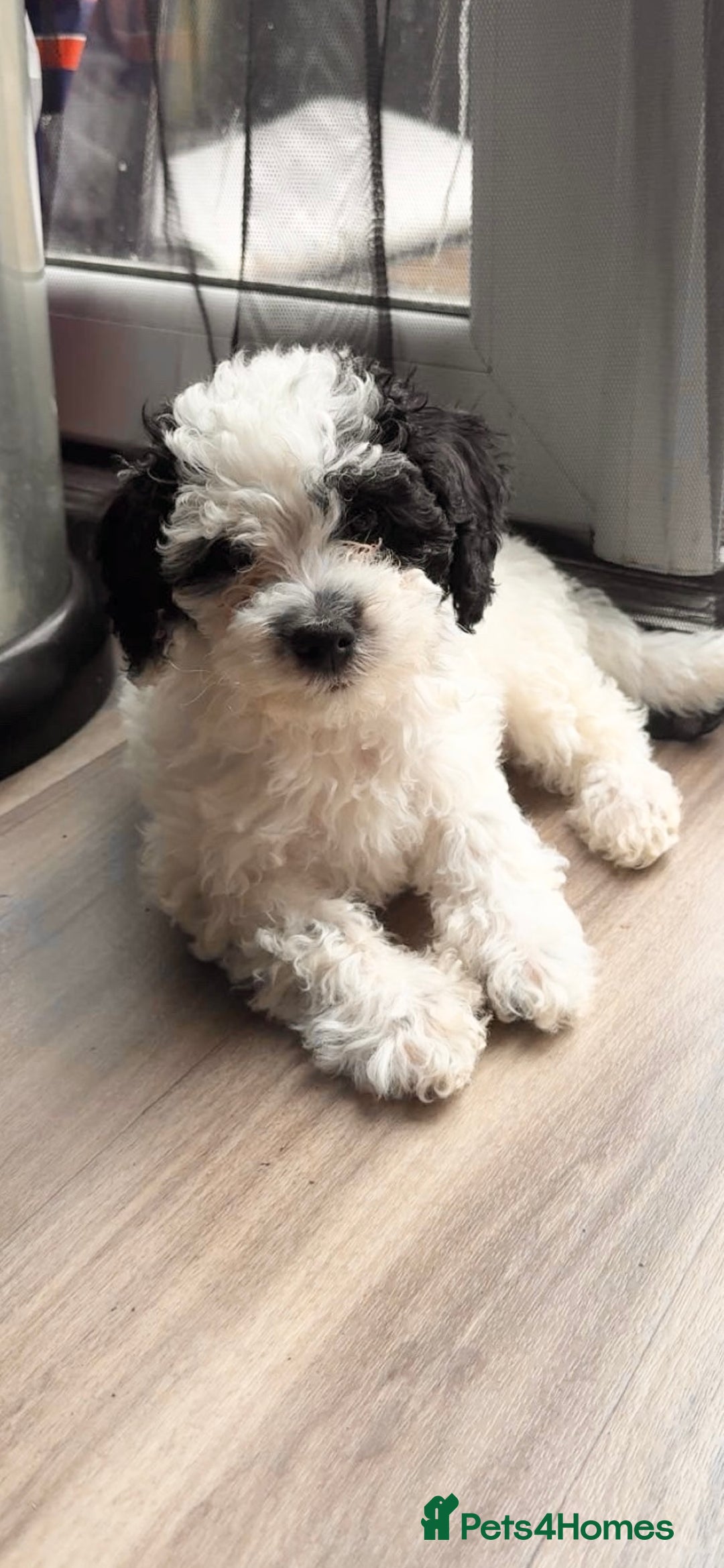 Shihpoo dogs for sale: Shihpoo girl  - Image 5