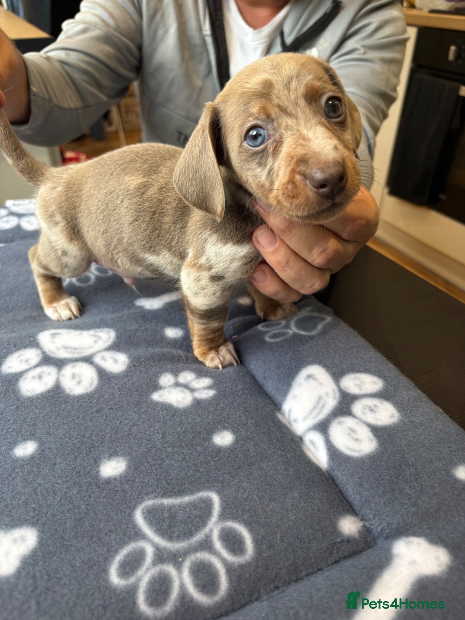 Dachshund dogs Dachshund Puppies - Advert 12
