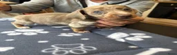 Dachshund dogs for sale: Dachshund Puppies - Advert 1