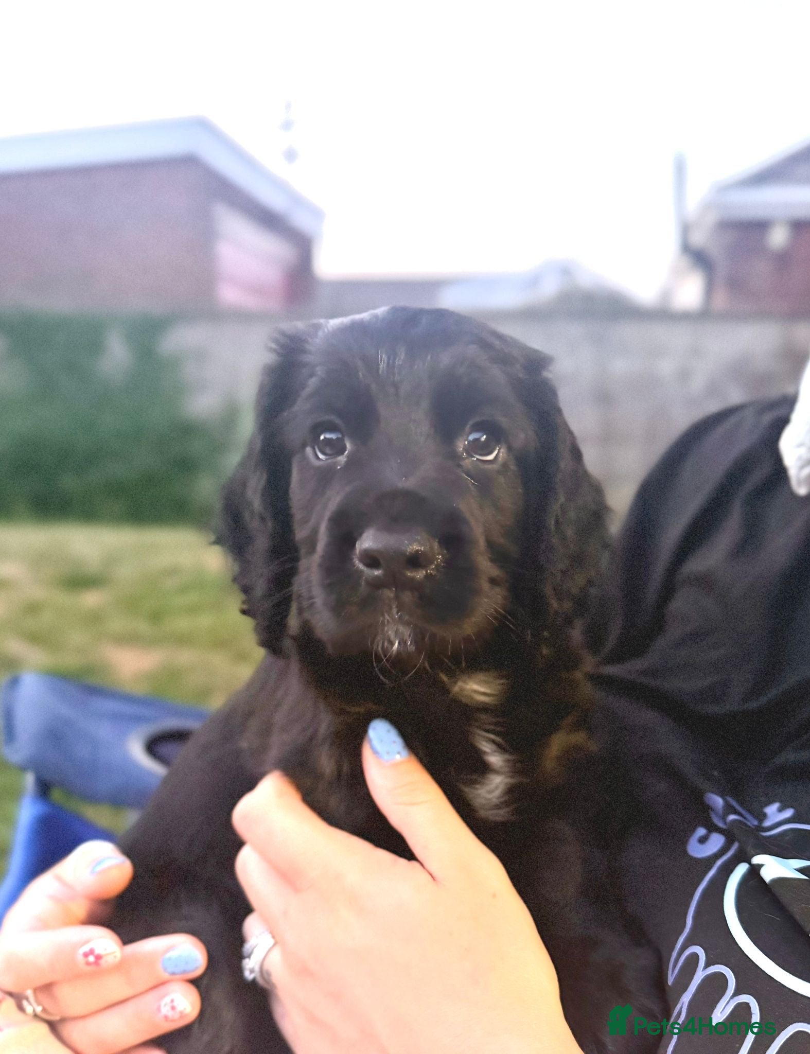 Cocker Spaniel dogs KC Registered Cocker Spaniel Puppies  - Advert 5