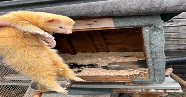 Ferret rodents - Advert 5
