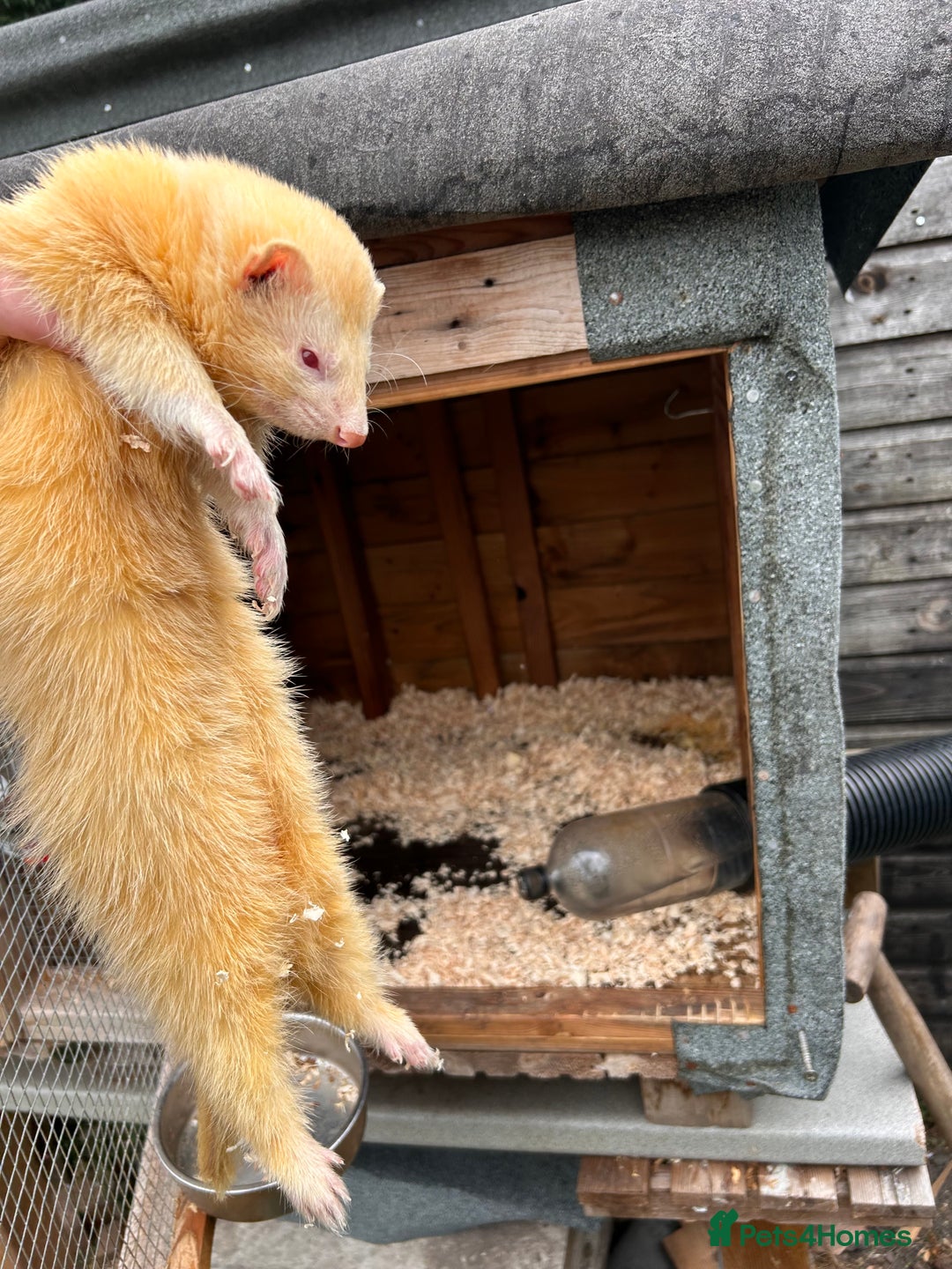 Ferret rodents for sale: 1 polcot girl left and 1 sliver albino male  - Image 2