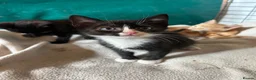Mixed Breed cats for sale: Kittens for sale - Advert 5