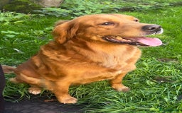 Golden Retriever dogs for sale: Hips elbows DNA perfect. 5 years old this july - Image 4
