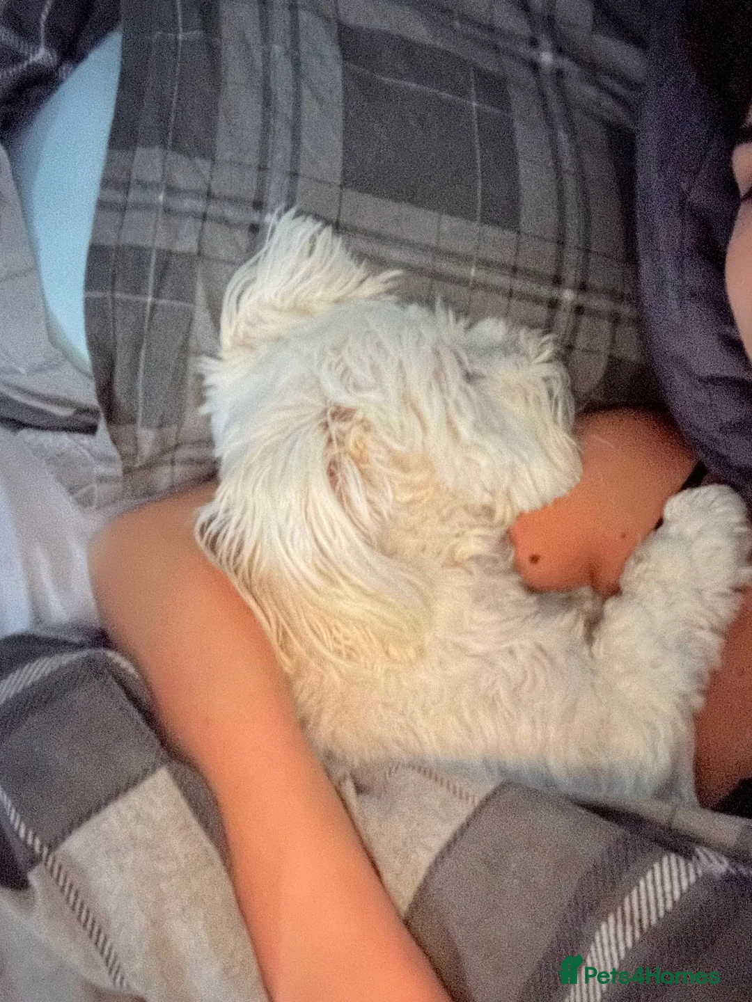 Maltese dogs for sale: Maltese Boy for Sale (4 years old) - Advert 5