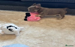 French Bulldog dogs for sale: Kc registered french bulldog pups fluffy Isabella  - Image 5