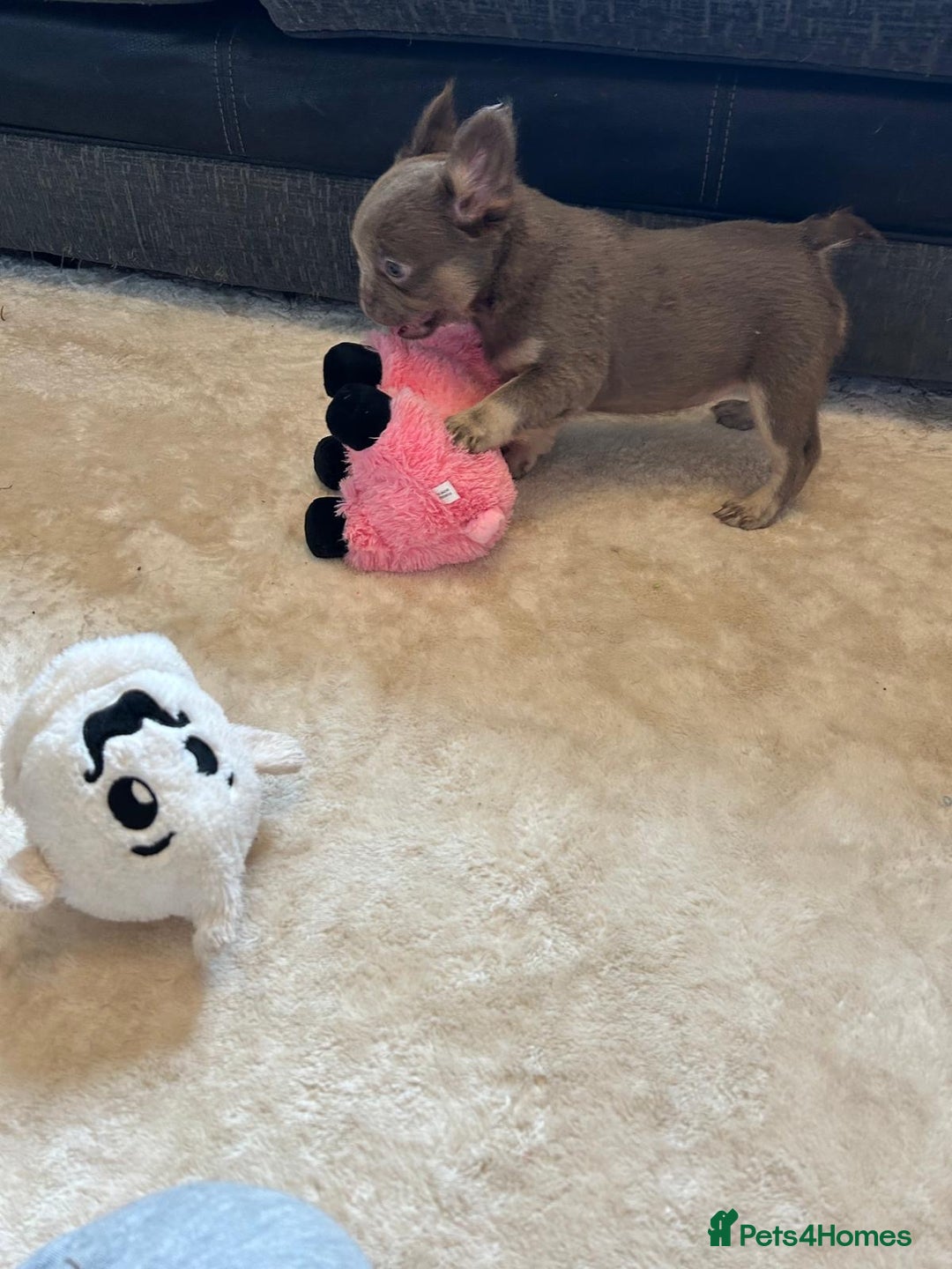 French Bulldog dogs for sale: Kc registered french bulldog pups fluffy Isabella  - Image 5