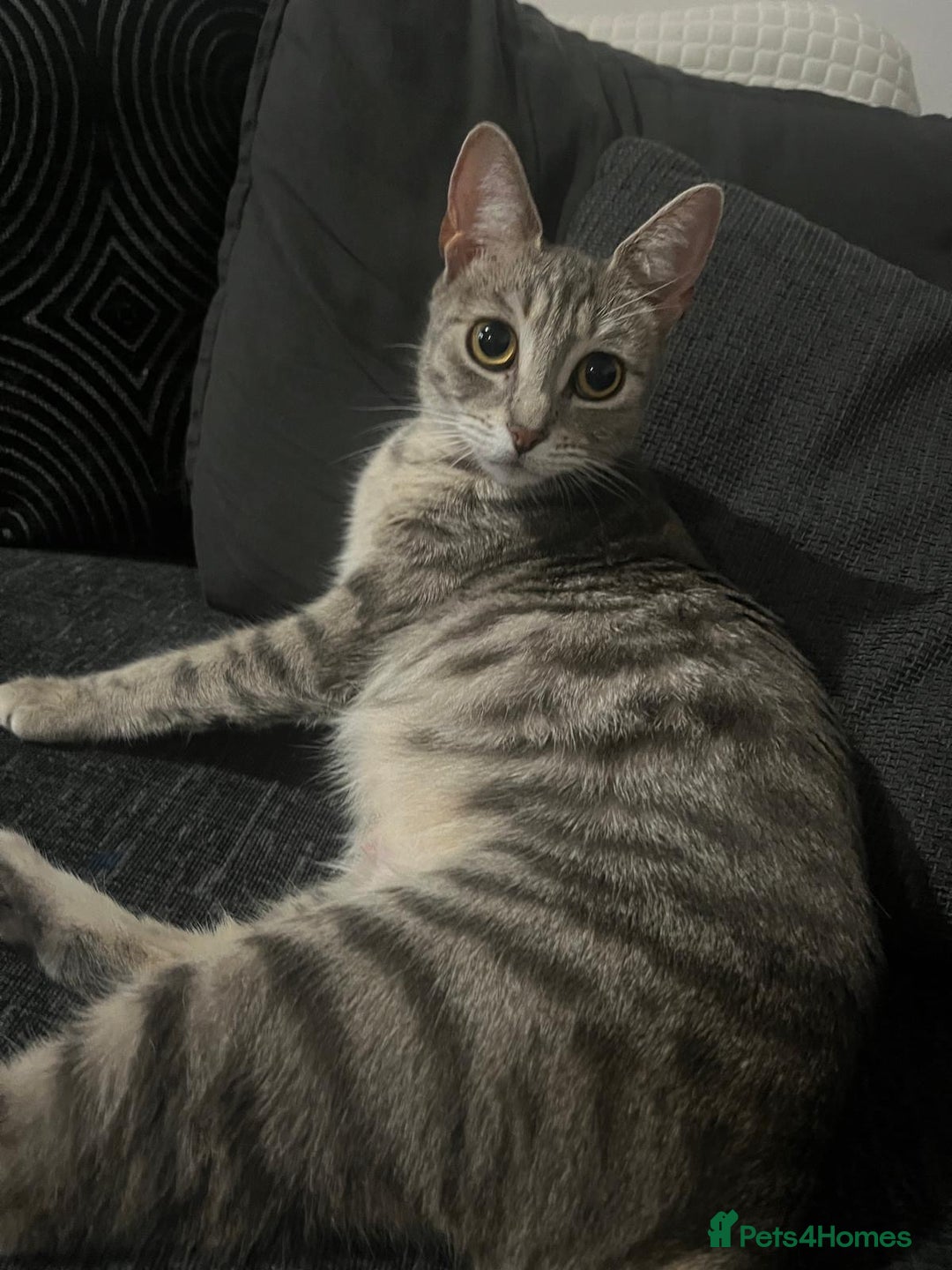 Mixed Breed cats for sale: 3 kittens for sale - Advert 3