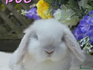 Mini Lop rabbits Beautiful mini lops girls and boys - Advert 2
