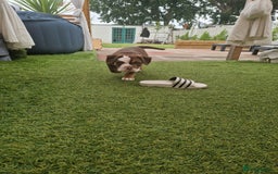 Mixed Breed dogs for sale: 3 Old English bulldog boys £1500  - Image 4