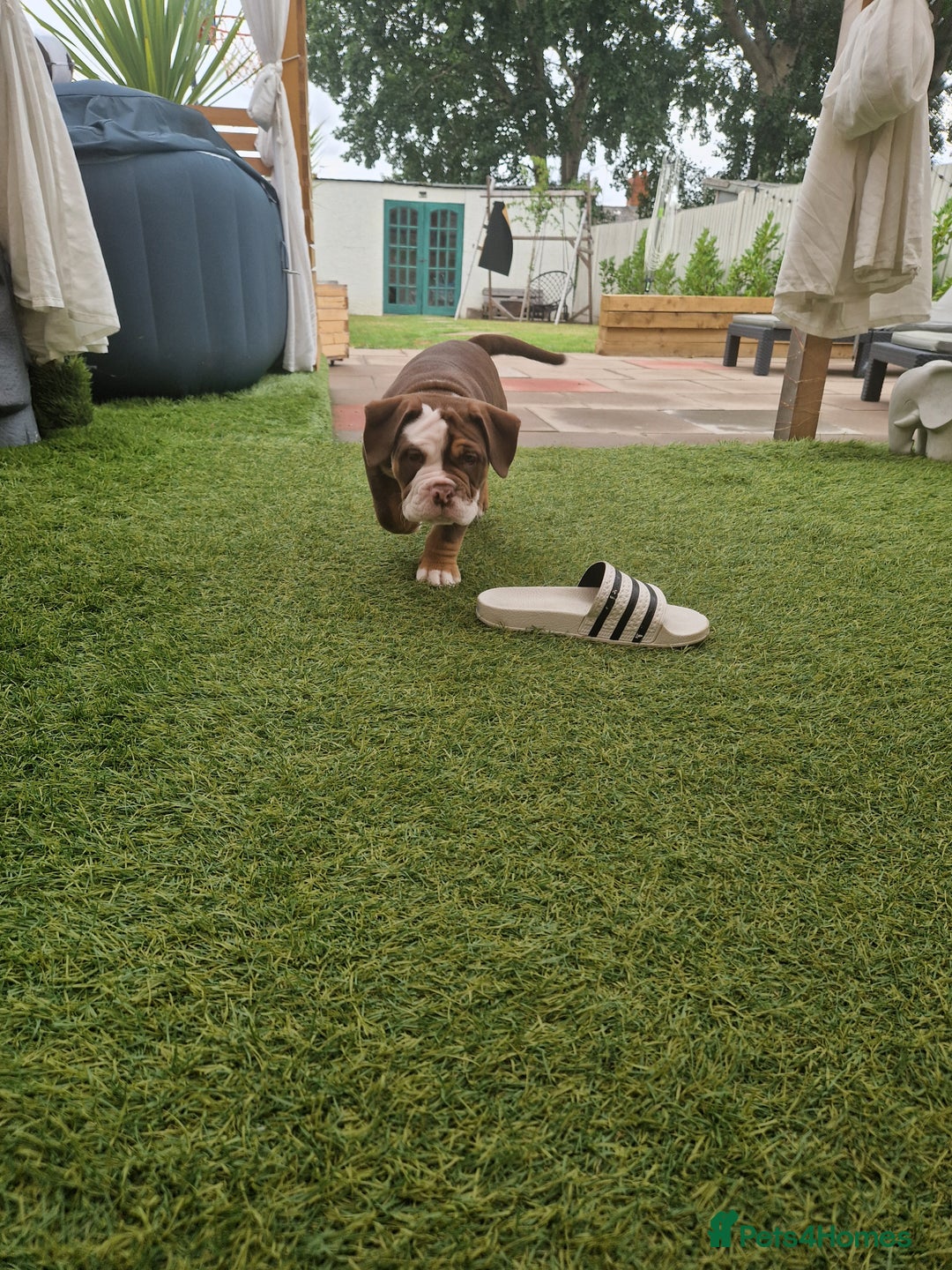 Mixed Breed dogs for sale: 3 Old English bulldog boys £1500  - Image 4
