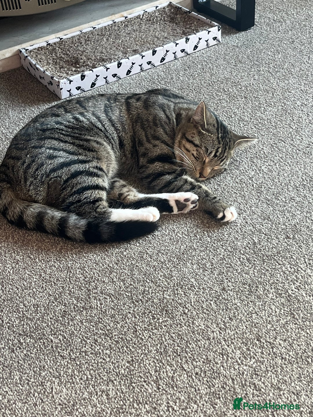 Mixed Breed cats for sale: Woody 1yr Old Lap Cat- Needs Rehoming - Advert 9