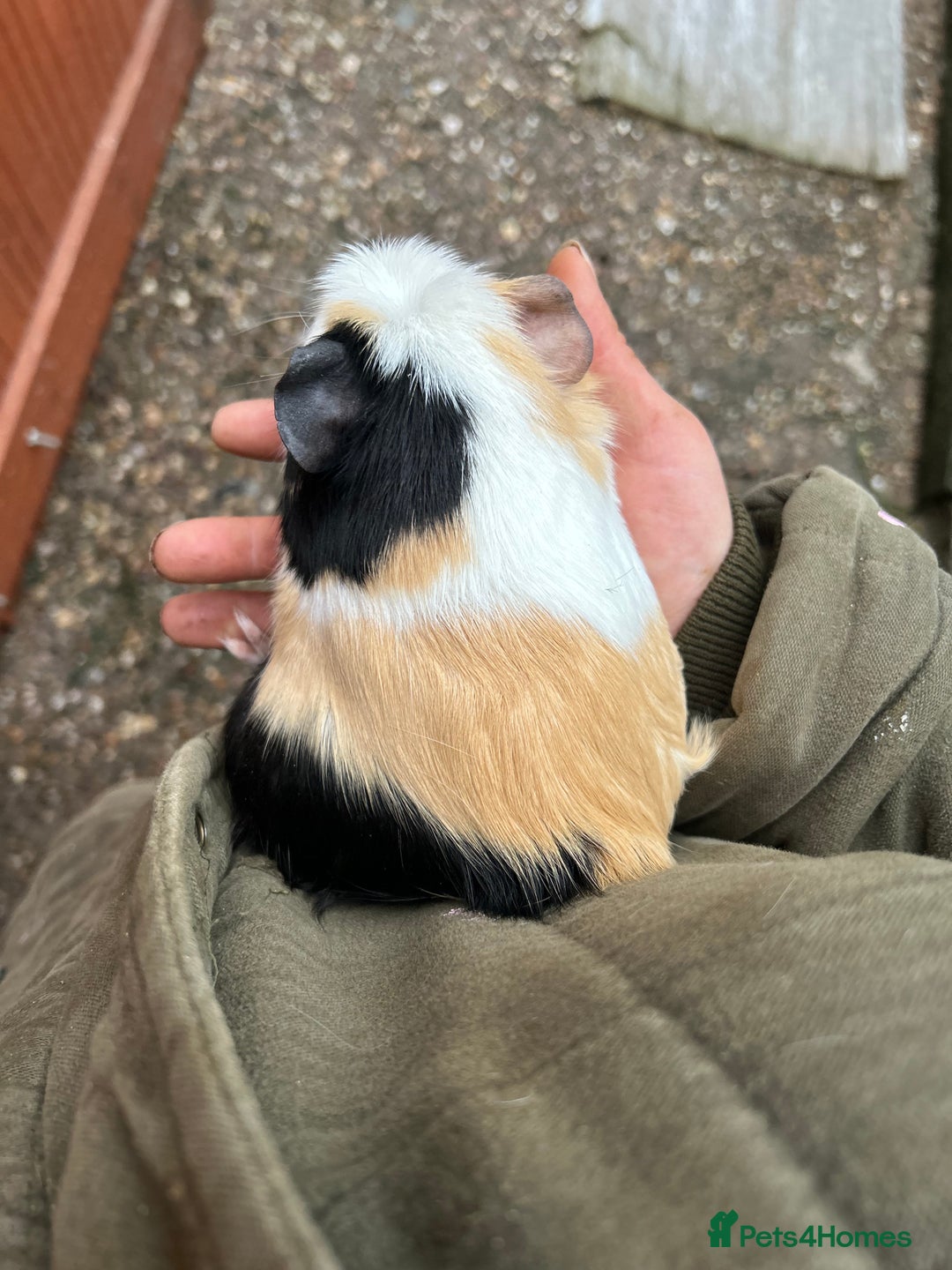 Guinea Pig rodents for sale: Guinea pigs / rescued guinea pigs - Advert 6