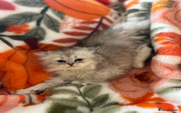 Scottish Fold cats for sale: Now Taking Reservations Scottish Straight  - Image 23