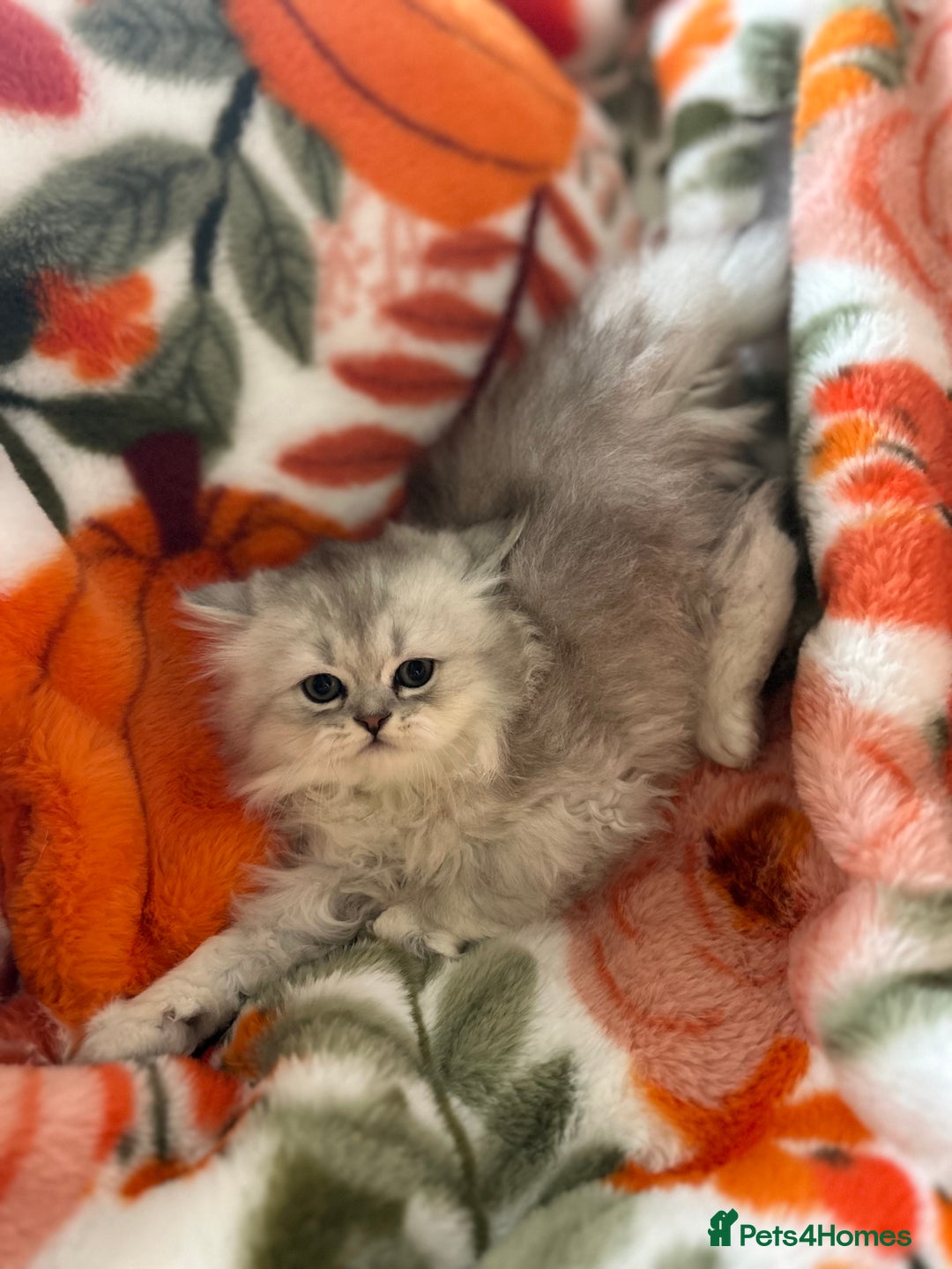 Scottish Fold cats for sale: Now Taking Reservations Scottish Straight  - Image 23