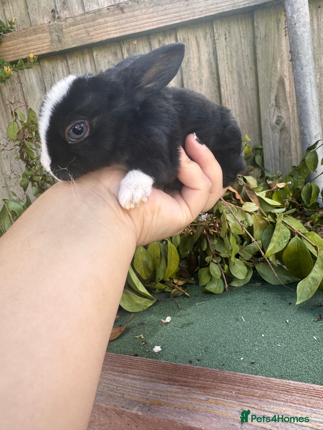 Mini Lop rabbits for sale: PUREBRED MINI LOP & MINI REX BABIES - Image 13