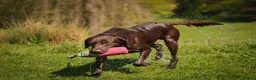 Labrador Retriever dogs for stud: Proven Fully Health Tested Working Chocolate Lab - Advert 4