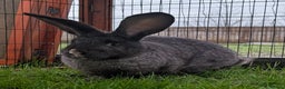 Continental Giant rabbits for sale: Dark Steel vm female Continental Giant Rabbit - Advert 1