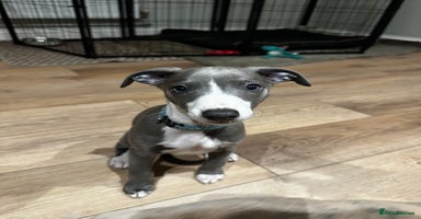 Whippet dogs - Advert 15