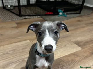 Whippet dogs - Advert 3