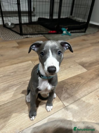 Whippet dogs - Advert 3