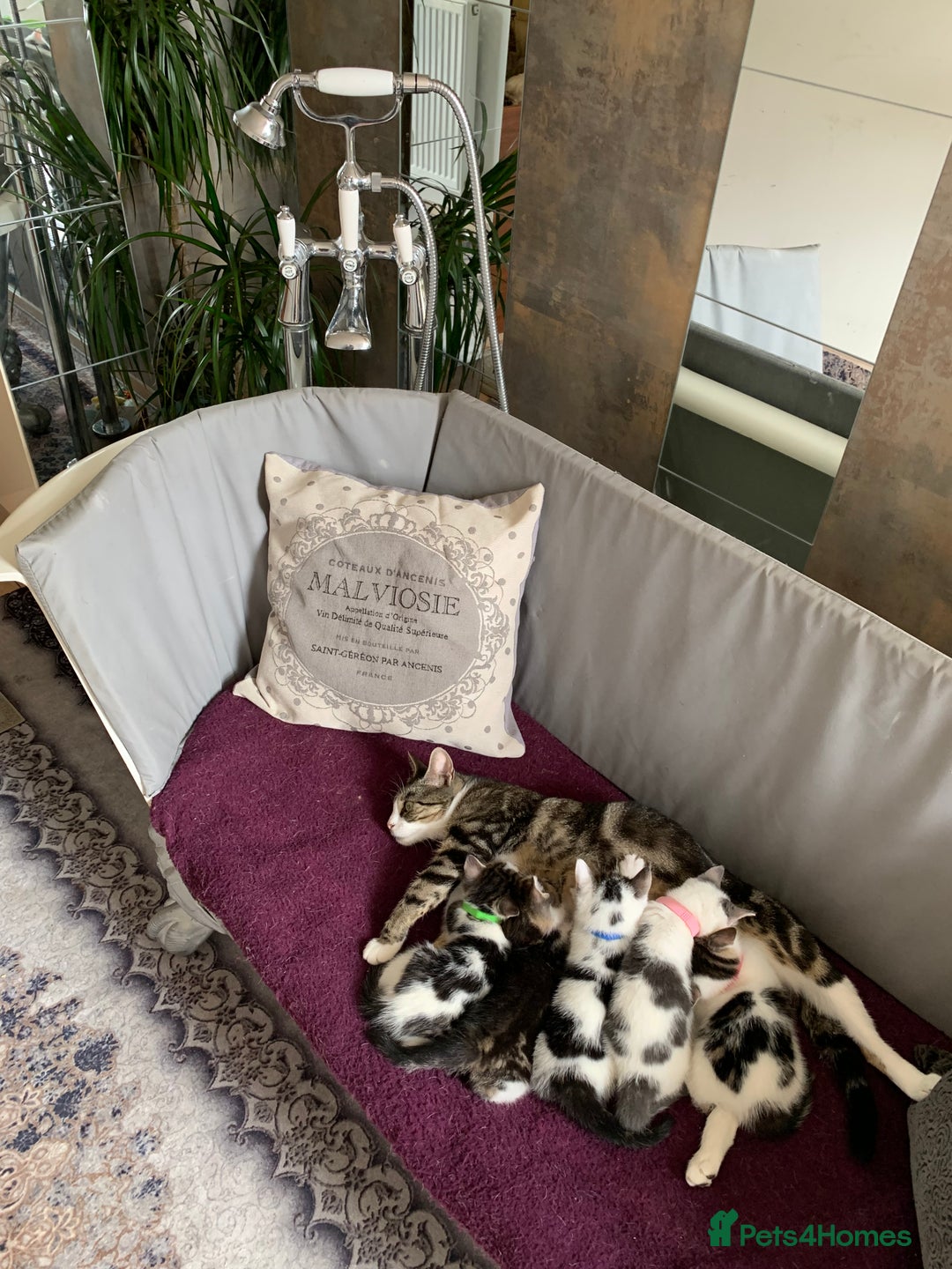 British Shorthair cats for sale: Gorgeous Kittens  - Image 31