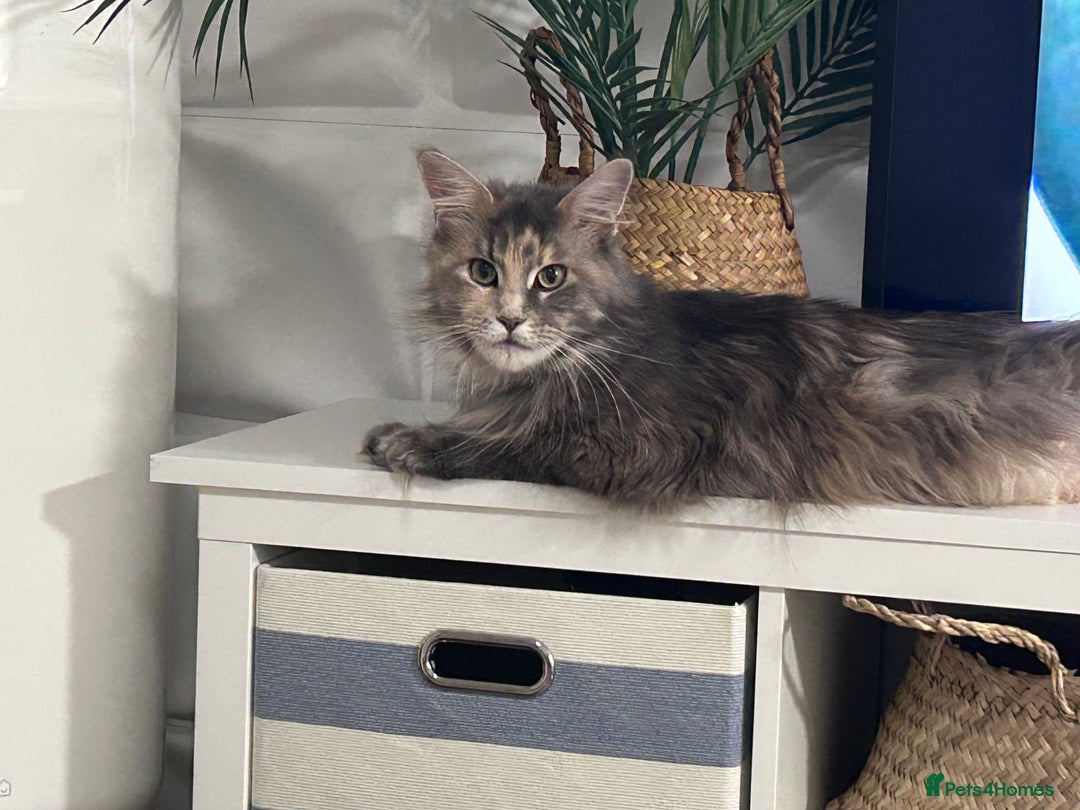 Maine Coon cats for sale: Beautiful full Maine Coon kittens ready now 😻 - Image 20