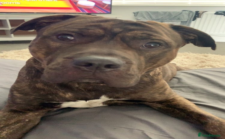 Mixed Breed dogs Meet Mac  - Advert 1