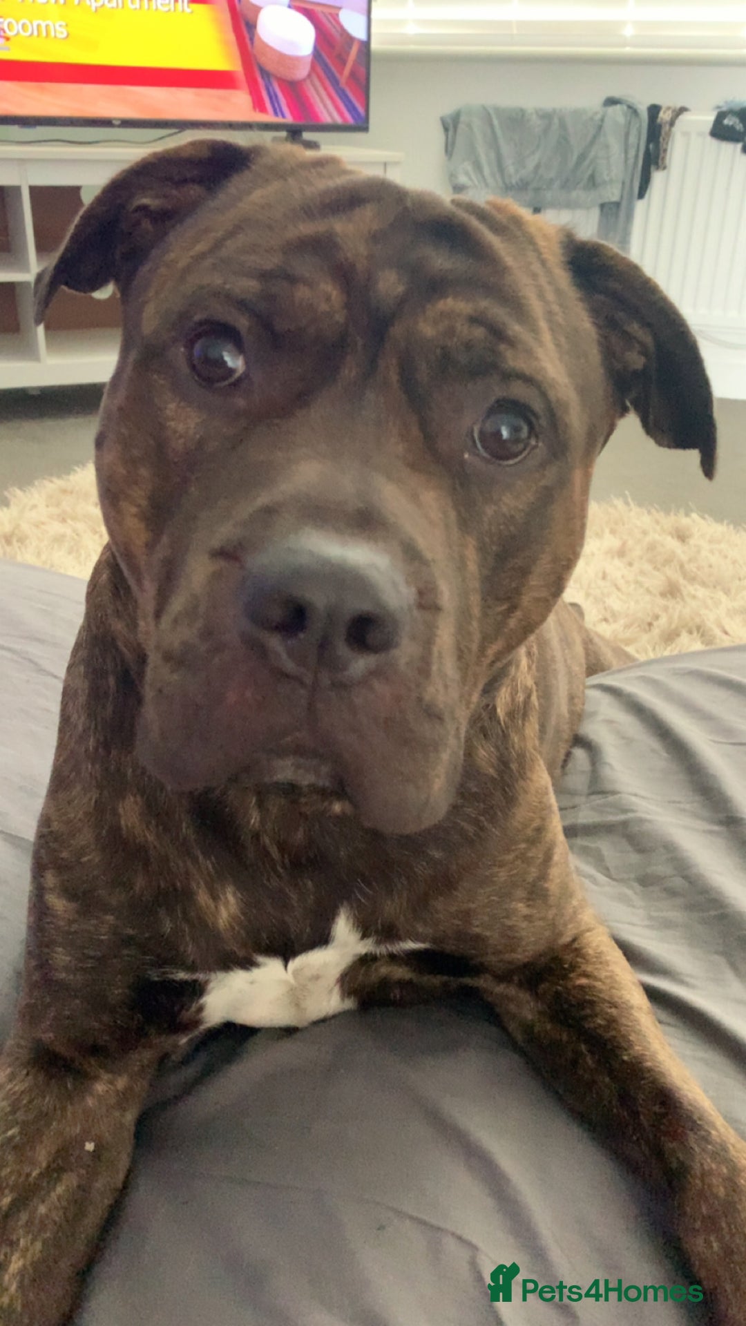 Mixed Breed dogs for sale: Meet Mac  - Advert 1