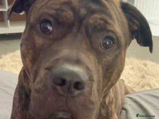 Mixed Breed dogs Meet Mac - Advert 2