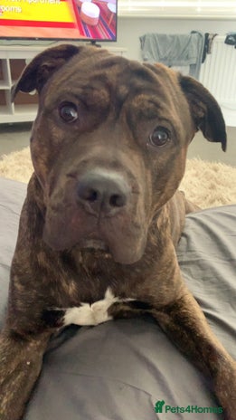 Mixed Breed dogs Meet Mac - Advert 1