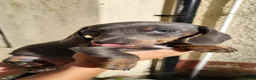 Miniature Dachshund dogs for sale:  KC Reregistered miniature dachshund puppies. - Advert 1