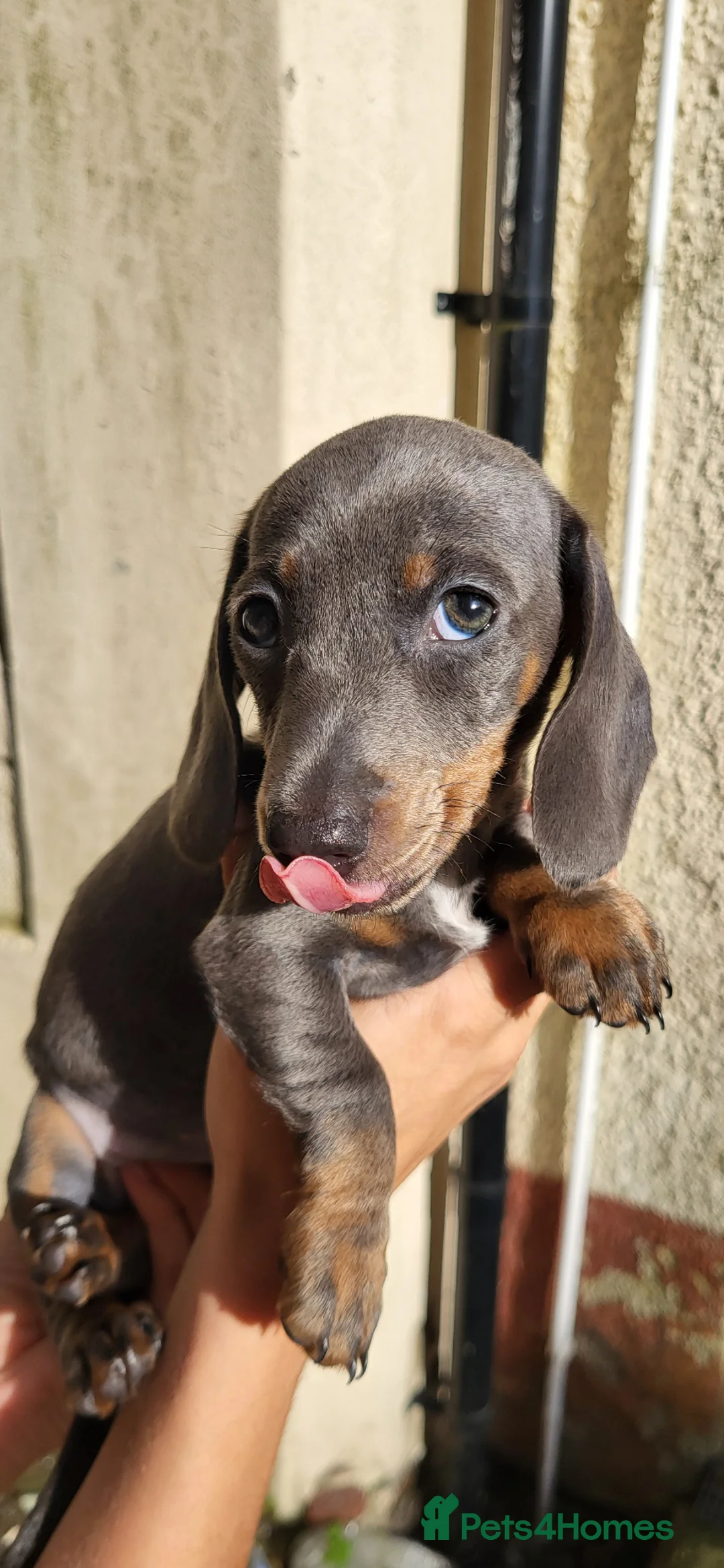 Miniature Dachshund dogs for sale:  KC Reregistered miniature dachshund puppies. - Advert 1