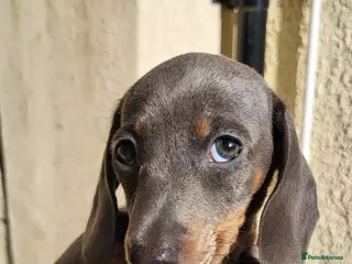 Miniature Dachshund dogs KC Reregistered miniature dachshund puppies. - Advert 13