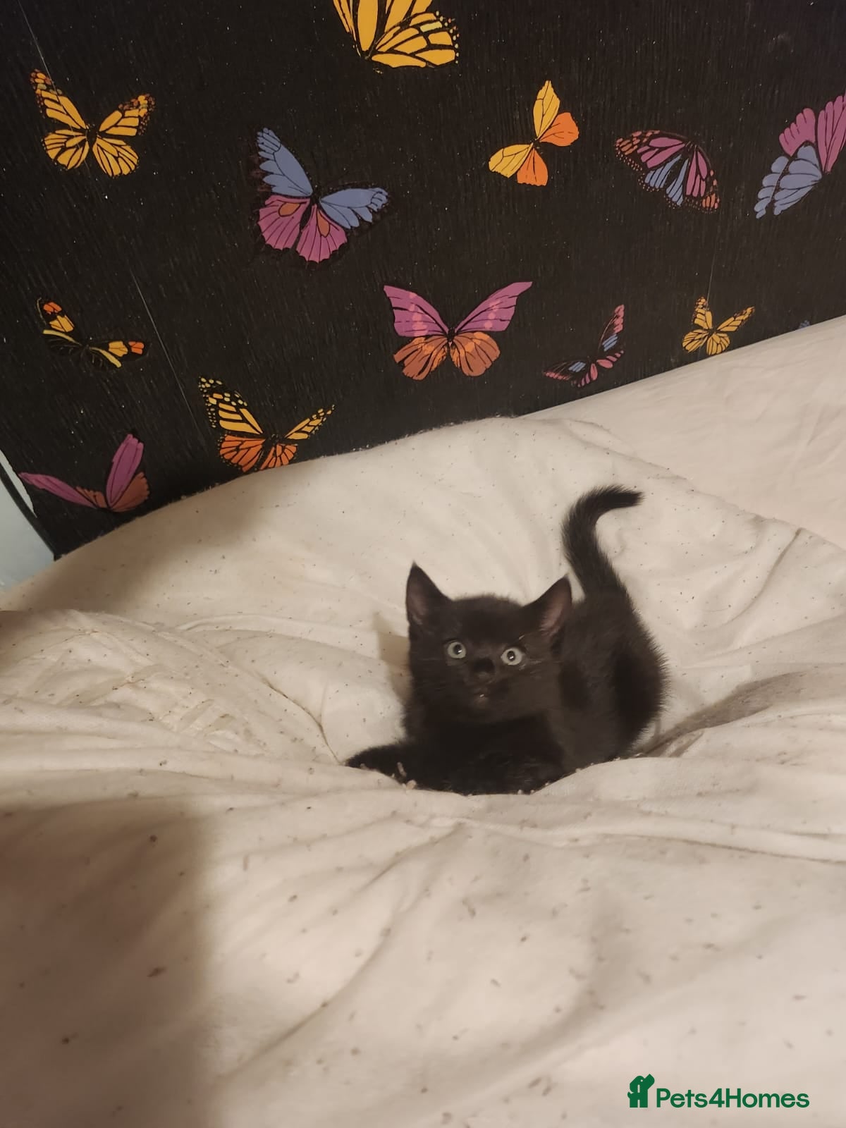 Mixed Breed cats Beautiful black female left  - Advert 1