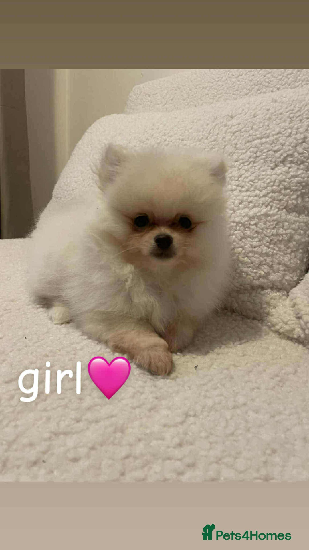 Pomeranian dogs for sale: Pomeranians  - Advert 2