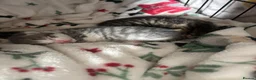 Mixed Breed cats for sale: Grey tabby and brown tabby kittens  - Advert 12