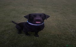 Labrador Retriever dogs for sale: Male Black Labrador  - Image 11