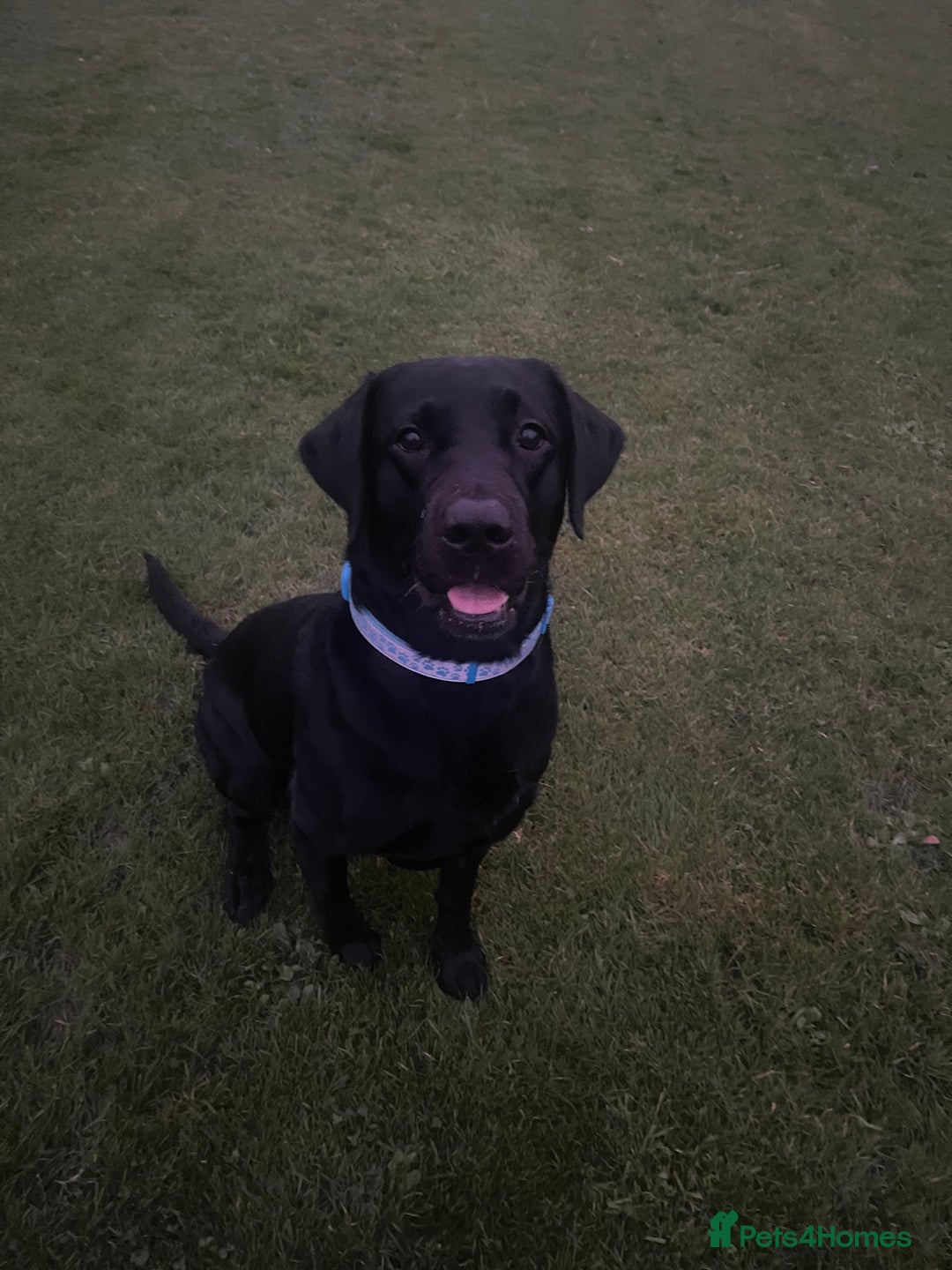Labrador Retriever dogs for sale: Male Black Labrador  - Image 11