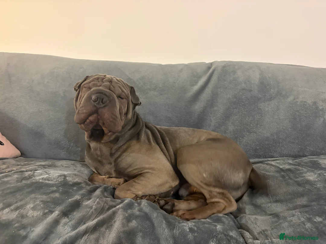 Shar Pei dogs for sale: Male sharpei for sale  - Advert 2