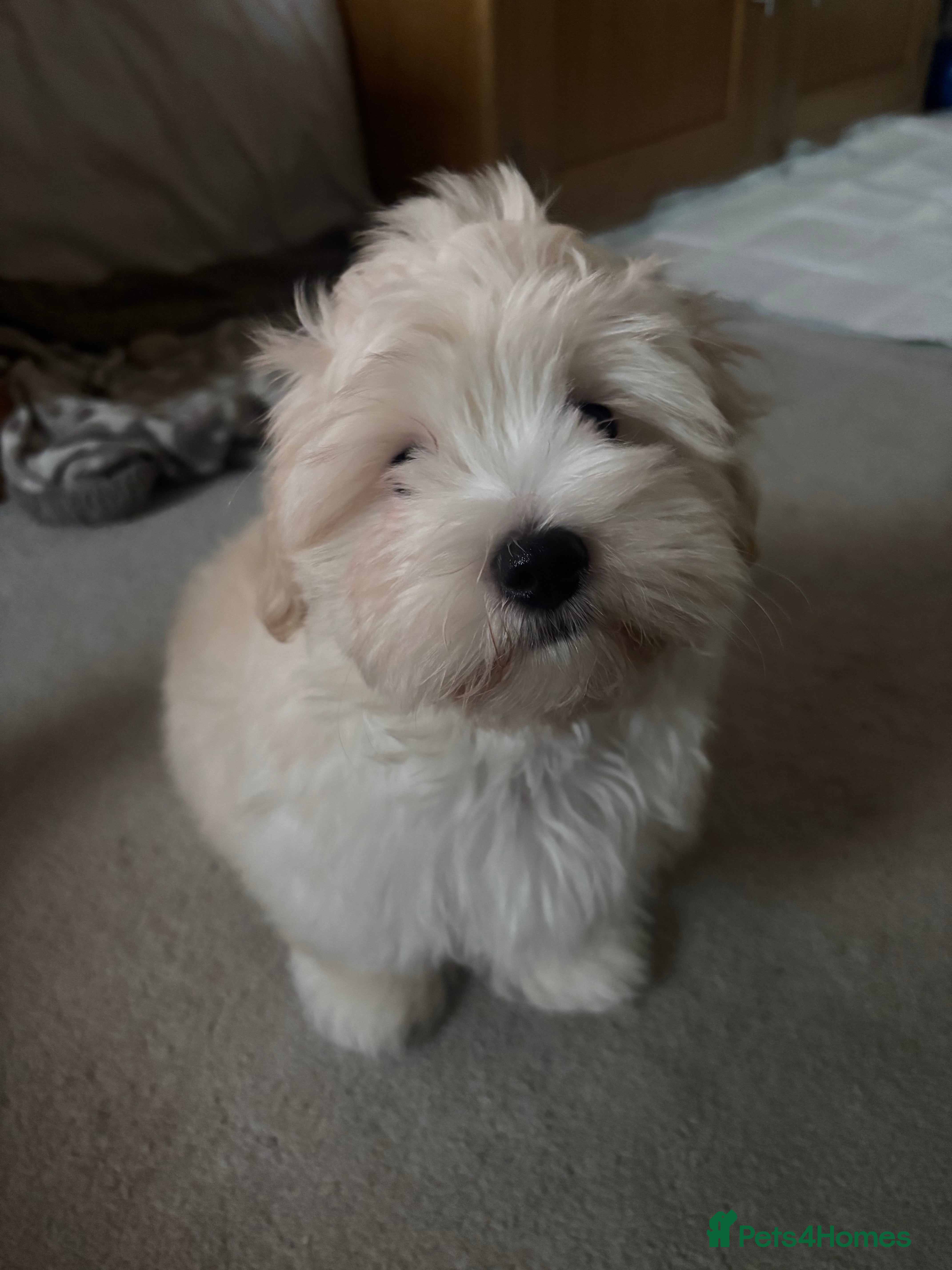 Maltipoo dogs Maltipoo - Advert 13