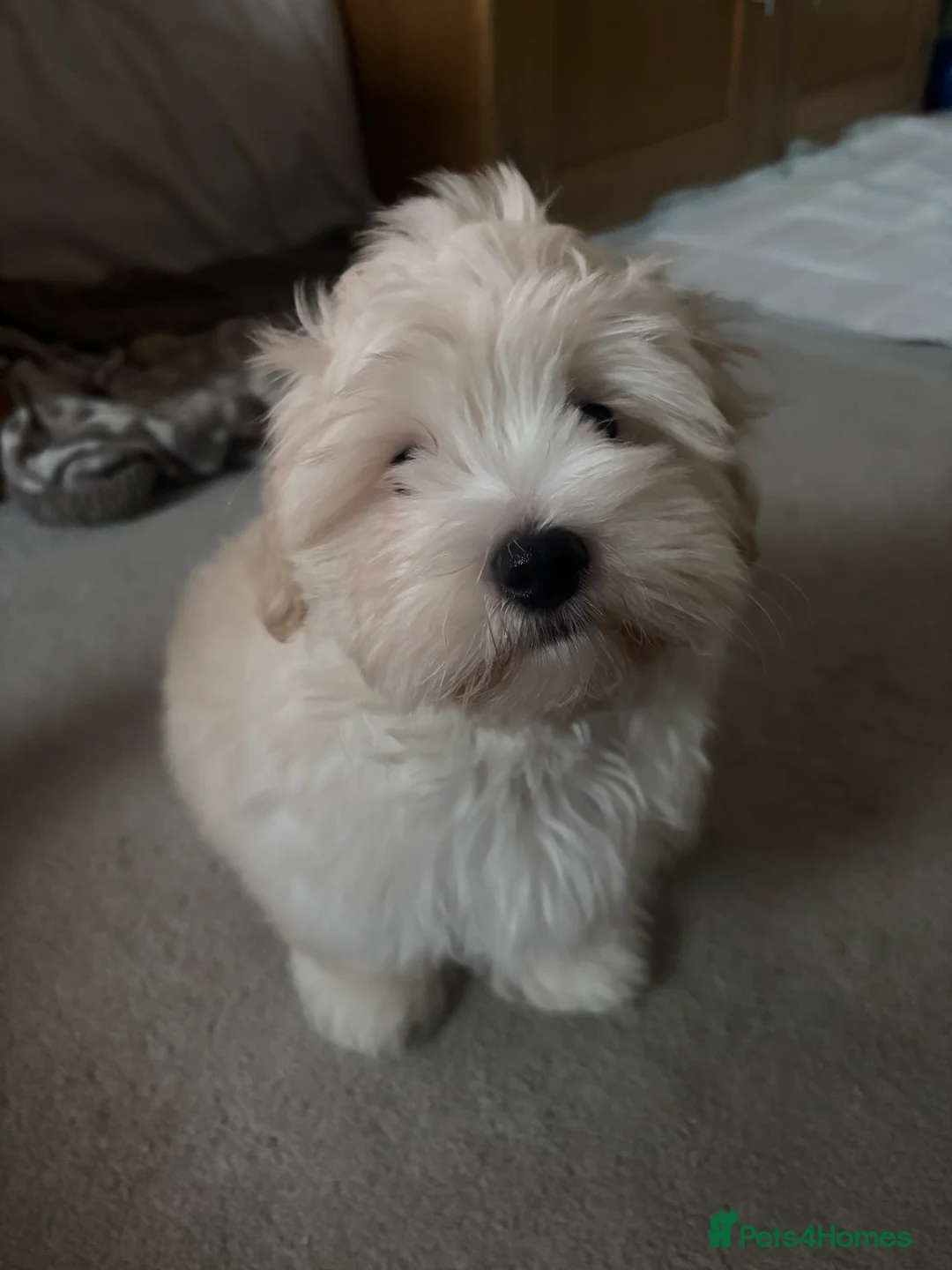 Maltipoo dogs for sale: Maltipoo - Advert 1